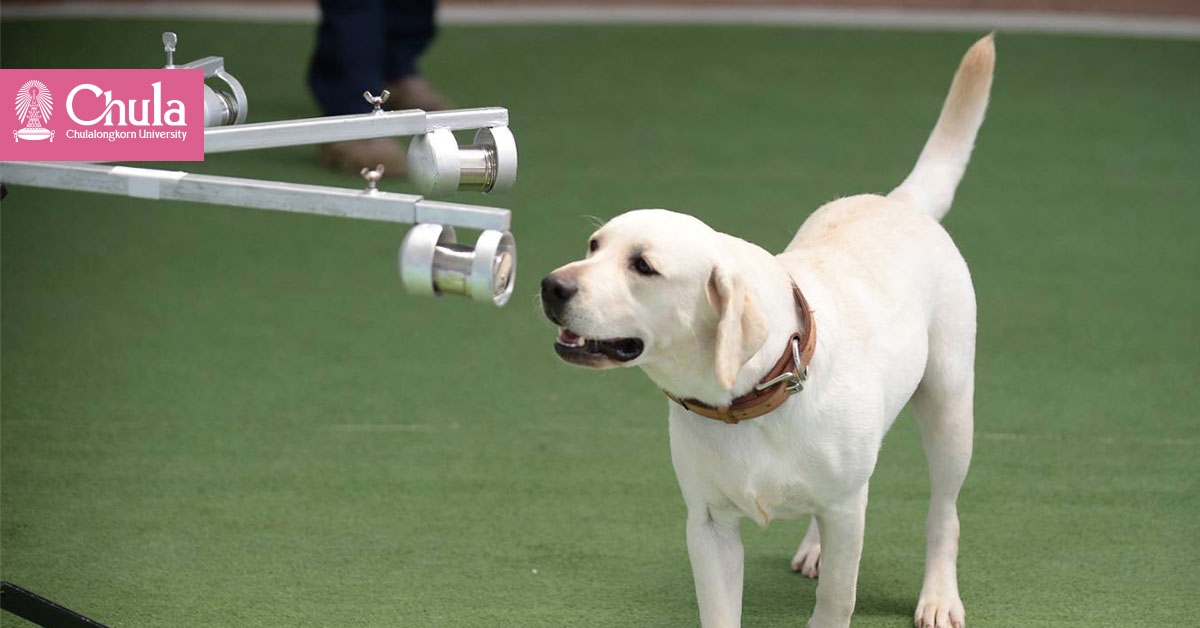 Chulalongkorn University trains sniffer dogs to detect people infected with COVID-19 in Thailand