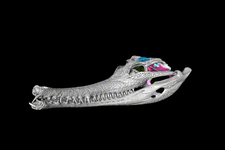St Petersburg University researchers describe for the first time all structures in the braincase of present-day crocodylians