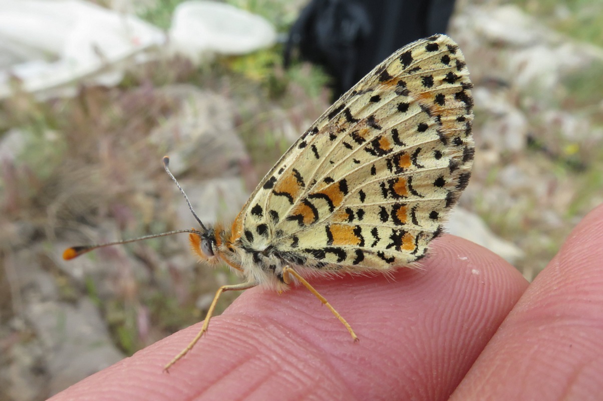 Researchers discover that Fritillary butterflies sporadically interbreed with their very distant relatives