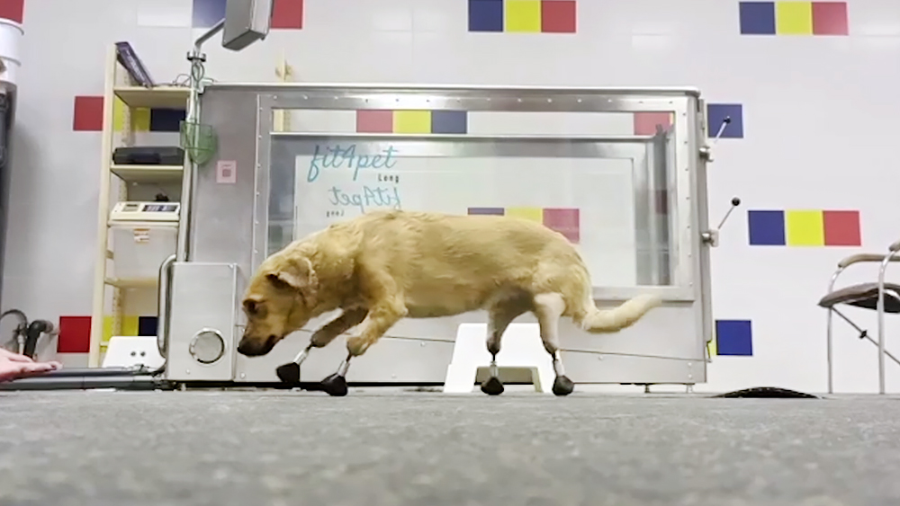 Prostheses created with use of TPU scientists’ tech substitute paws for dog