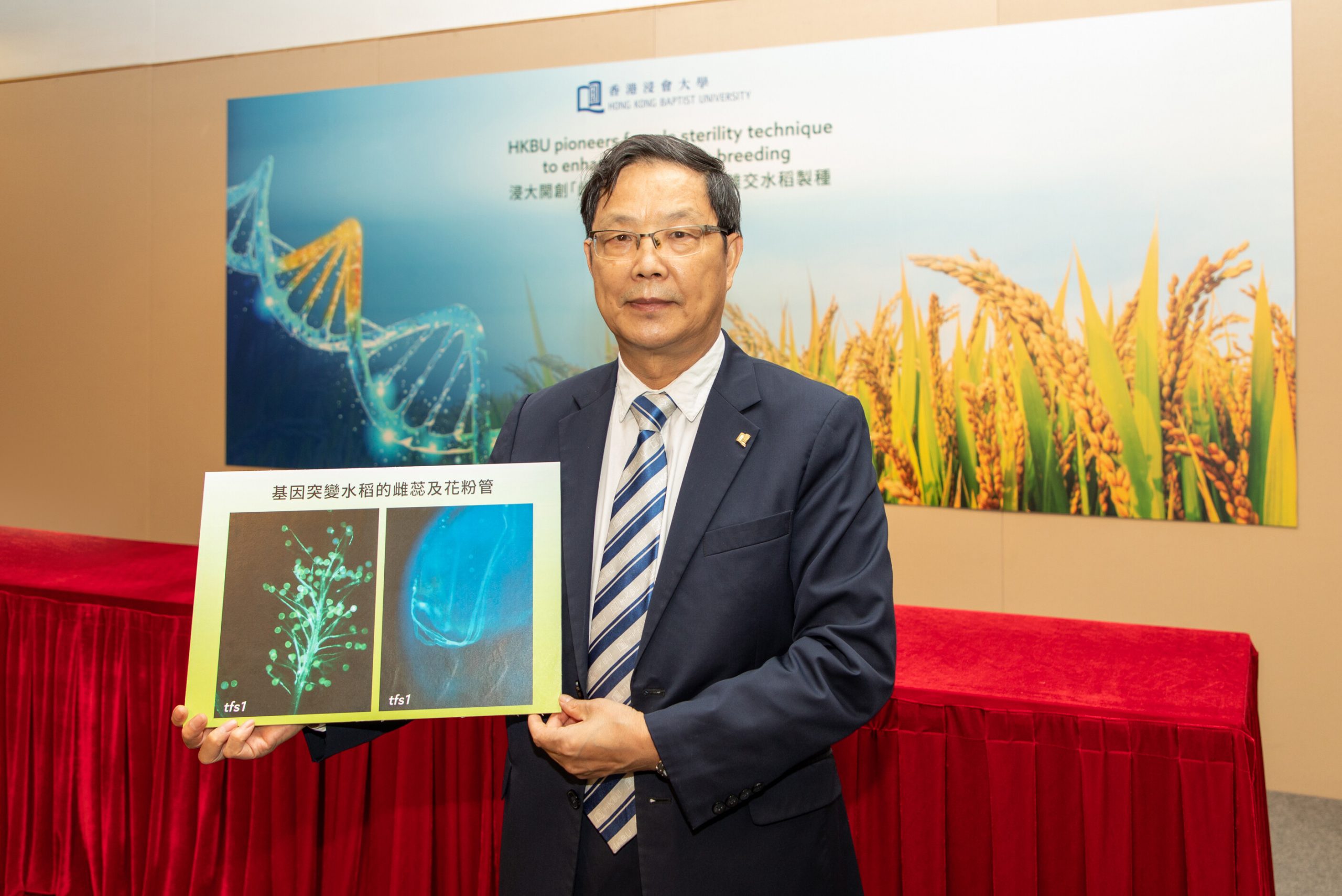 HKBU-led research facilitates more efficient hybrid rice breeding with pioneering female sterility technique