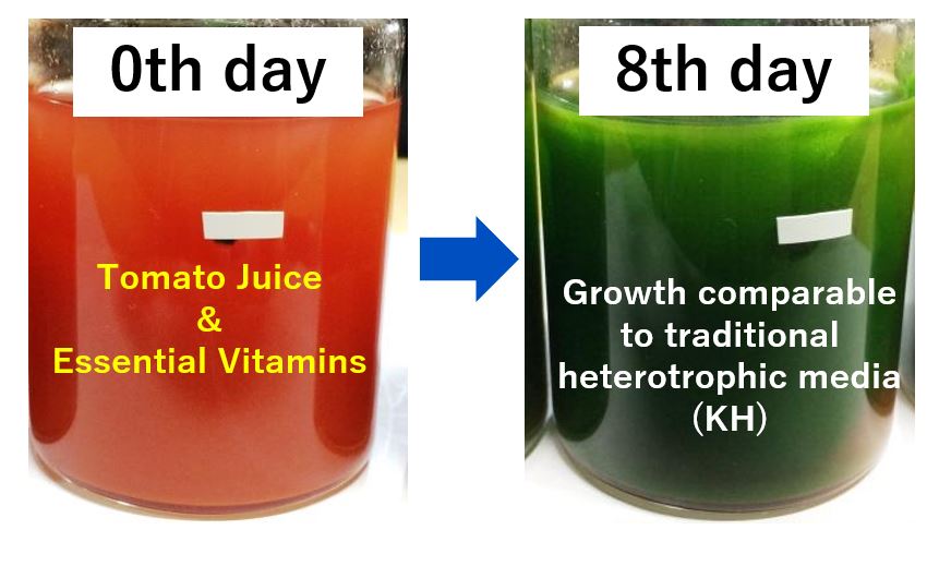 Cultivating Euglena in Tomato Juice