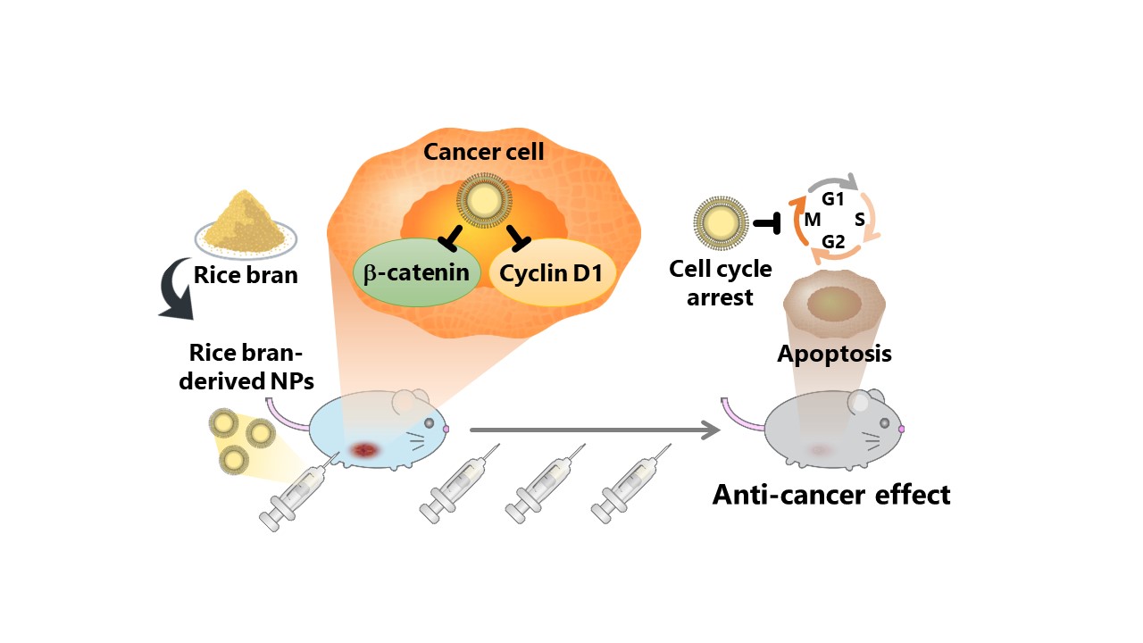 Breakthrough Rice Bran Nanoparticles Show Promise as Affordable, Targeted Anticancer Agent