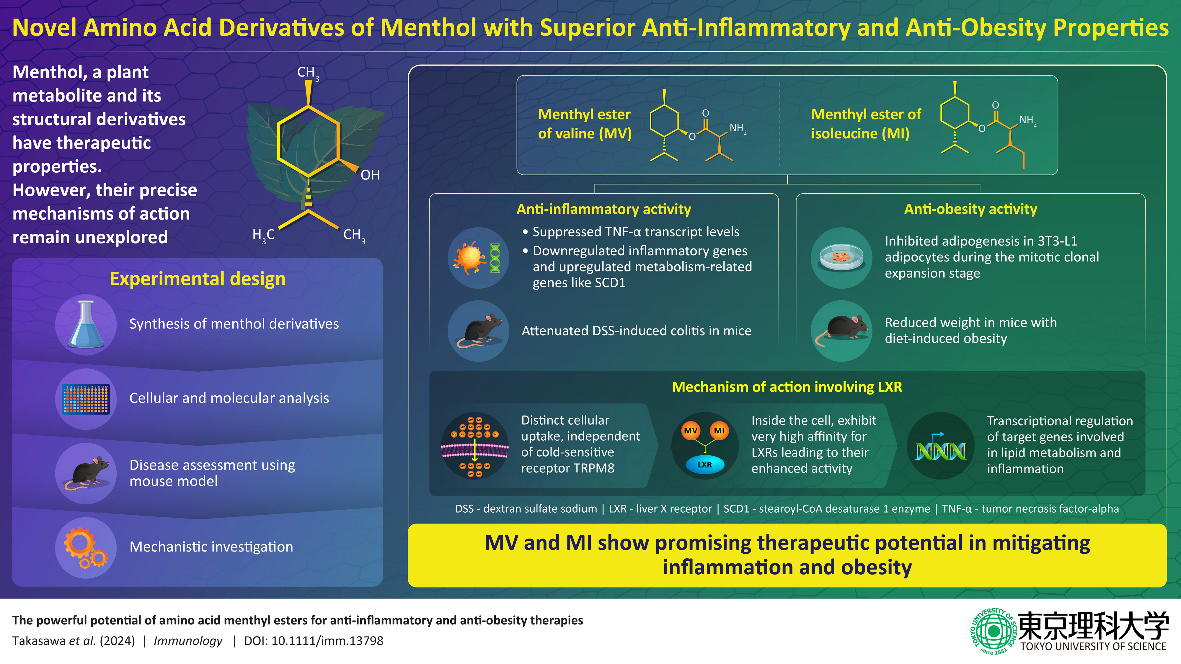 Fighting Fat and Inflammation: Scientists Develop Powerful New Compounds