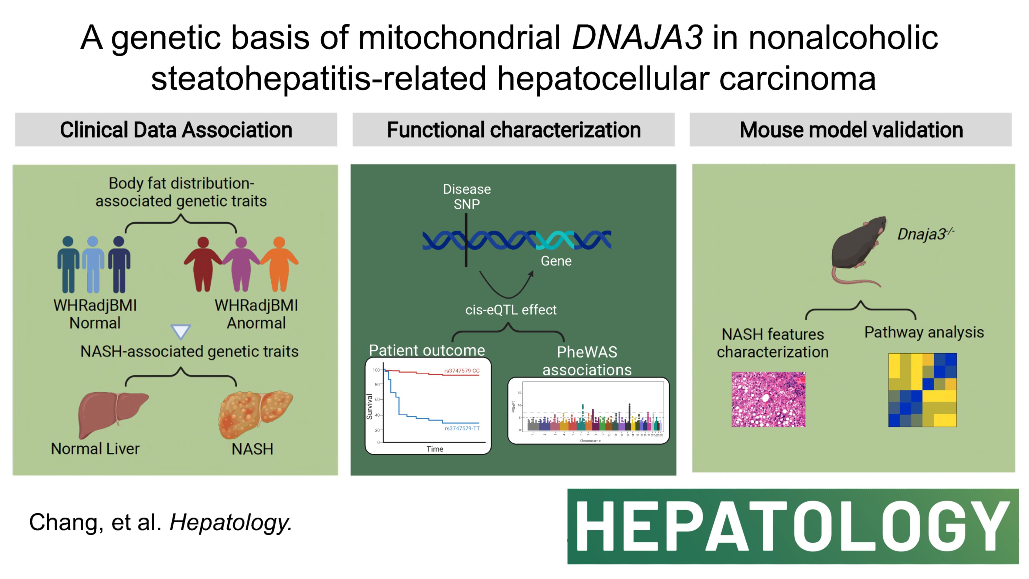 Taipei Medical University, National Institutes of Health collaborative research unravels role of mitochondrial DNAJA3 in liver disease progression