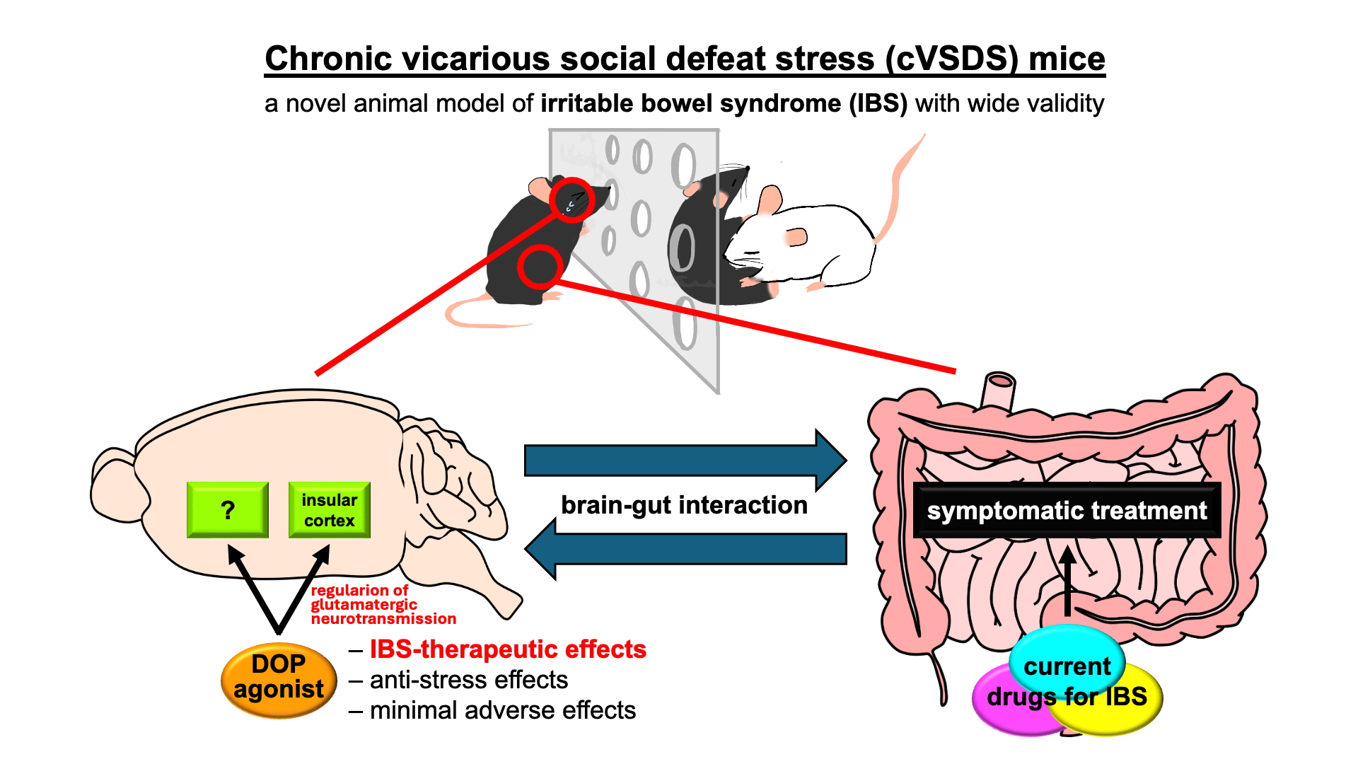 Beyond the Gut: A new frontier in IBS treatment by targeting the brain