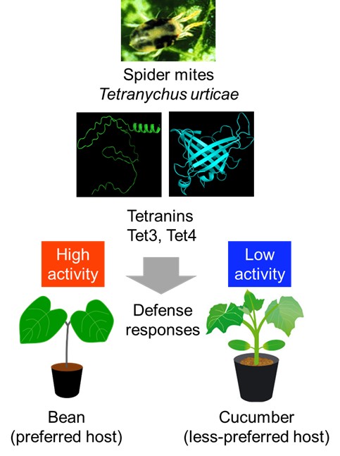 New Discovery in Plant–Pest Warfare Could Lead to Sustainable Farming Solutions