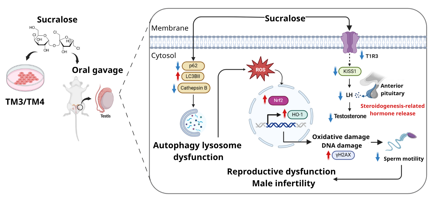 Study: Sucralose Harms Sperm and Hormones