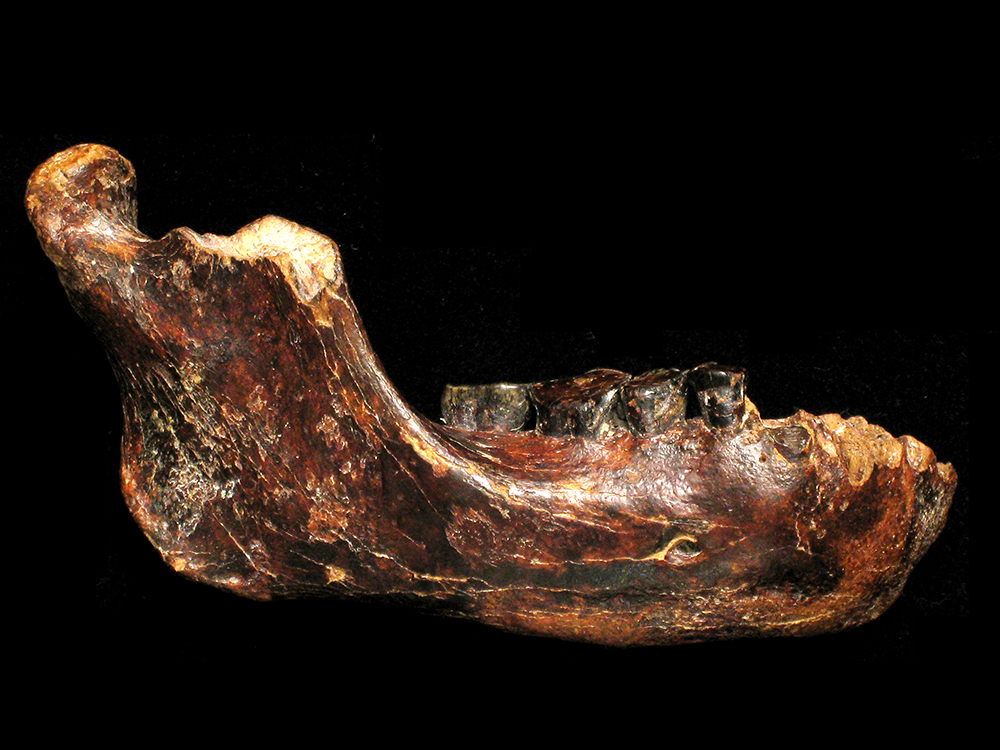 Study of Male Denisovan from Taiwan in Science
