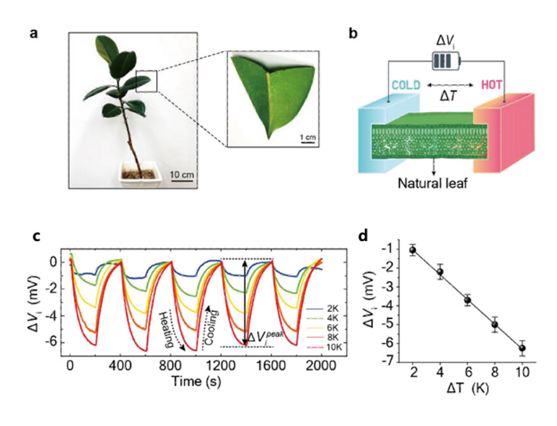 KU research group discovers the principles of in vivo thermopower generation